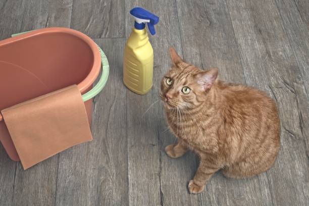 Conquering Cat Smells: 6 Steps for a Fresh Home Environment