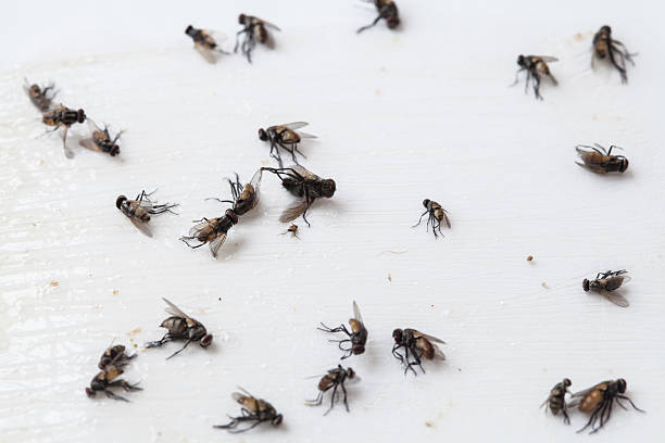 Amazing Flies-Free Solutions: Getting Rid of Small Flies Once and for All – 2024