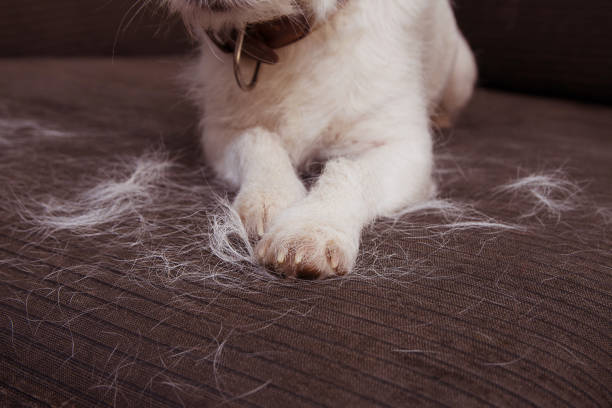 Dog Hair: Your Ultimate Guide to Defeating the Furry Onslaught – 2024